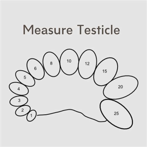 In general, a mans <strong>testicle size</strong> will be about 1/16th of an inch. . How to measure testicle size